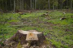 découvrez les enjeux de la déforestation, ses causes, ses impacts sur l'environnement et les initiatives pour préserver nos forêts. informez-vous sur l'importance de la biodiversité et les solutions durables pour lutter contre ce phénomène préoccupant.