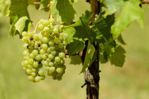 découvrez l'agriculture biologique, une méthode durable qui respecte l'environnement et favorise la biodiversité. apprenez-en plus sur ses principes, ses bienfaits pour la santé et son impact positif sur notre planète.
